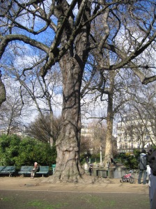 arbre dans un parc