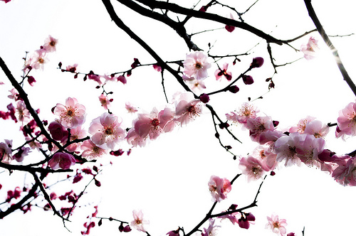 Cerisiers_en_fleurs